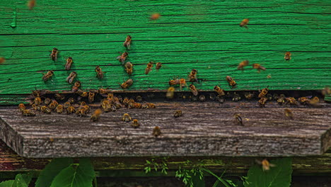 Bienenschwarm-In-Ihrem-Bienenstock-In-Einem-Bienenhaus