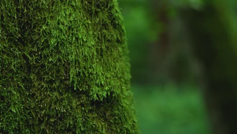 mossy-trunk-of-a-tree-in-Bialowieza-forest-Poland