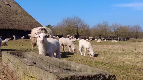 Blick-Auf-Schafe,-Die-In-Der-Nähe-Des-Trogs-Herumstehen-Und-An-Einem-Sonnigen-Tag-Mit-Blauem-Himmel-Auf-Gras-In-Der-Veluwe-Grasen