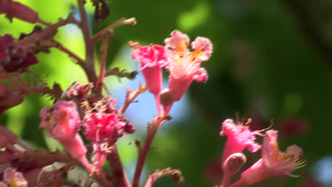 Nahaufnahme-Der-Rosa-Blume-Der-Indischen-Kastanie-Mit-Unscharfem-Grünem-Blatthintergrund