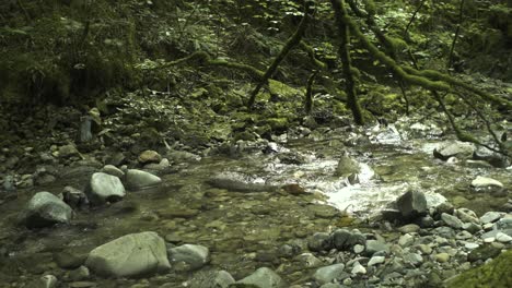 A-flowing-clear-stream-in-an-ancient-majestical-woodland