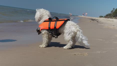 Depressed-Bichon-Frise-puppy-dog-waiting-for-his-master-on-sea-coastline