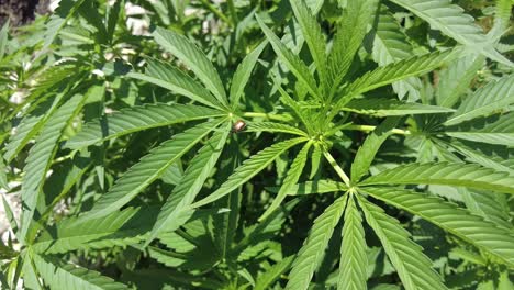 Marihuana-Pflanzen-Im-Vollbildmodus-Mit-Bewegung