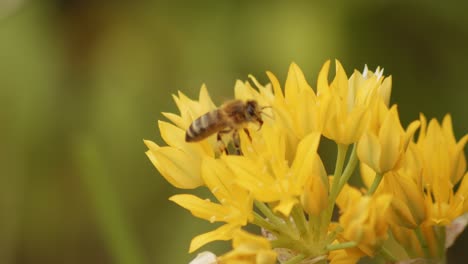 Westliche-Honigbiene,-Die-Sich-Um-Eine-Ansammlung-Gelber-Blüten-Bewegt,-Die-Nektar-Sammeln