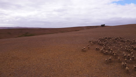 Aerial-trucking-right-over-flock-of-sheep-running-over-desiccated-farmland