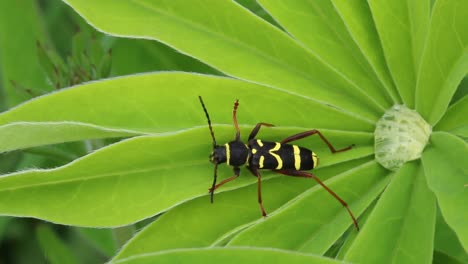 Escarabajo-Avispa,-Clytus-Arietis,-En-Planta-De-Jardín
