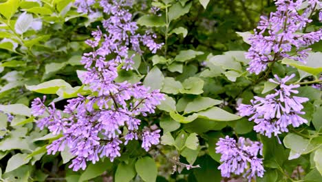 lilac-plant-in-bloom-in-garden