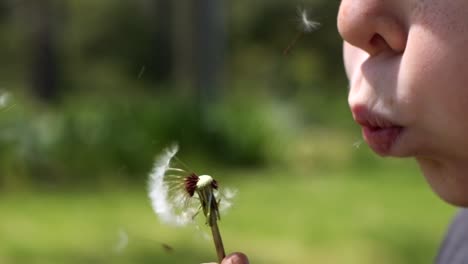 SLO-MO:-Close-up-of-a-young-Caucasian-boy-blowing-a-dandelion-in-a-sunny-green-lawn-as-the-seed-heads-float-back-to-him