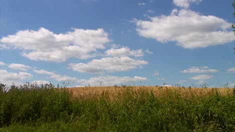 Weizenfeld,-Das-Teilweise-Von-Einer-Hecke-Aus-Nesseln-Und-Disteln-Verdeckt,-Aber-Von-Einem-Wunderschönen-Blauen-Himmel-Und-Weißen,-Flauschigen-Wolken-Bedeckt-Ist