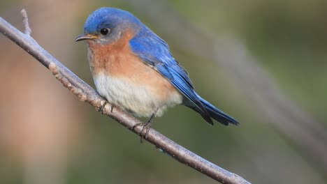 Nahansicht-Auf-Einen-Schönen-östlichen-Bluebird,-Sialia-Sialis,-Nordamerikanischer-Zugvogel