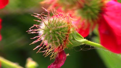 Closeup-of-a-spiky-seed-head-of-the-Geum-red-flower