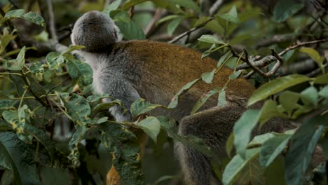 Static-shot-of-squirrel-monkey-Costa-Rica-walking-on-tree