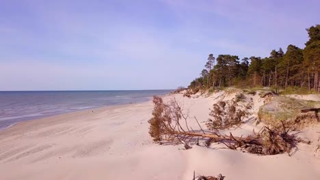 Aerial-view-of-Baltic-sea-coast-on-a-sunny-day,-steep-seashore-dunes-damaged-by-waves,-broken-pine-trees,-coastal-erosion,-climate-changes,-wide-angle-drone-shot-moving-forward
