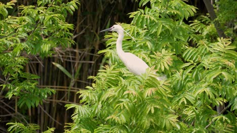 Little-Egret-Perched-on-Bamboo-Tree-Branches-and-Take-Wing---slow-motion