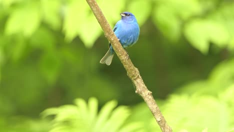 Schöner-Süßer-Kleiner-Blauer-Vogel,-Der-Draußen-Im-Wald-Indigo-Flagge-Sitzt