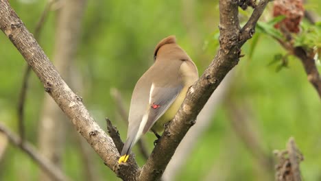 A-beautiful-close-up-shot-of-an-injured-Cedar-waxwing-bird-perched-on-a-branch-in-a-park,-Ontario,-Canada