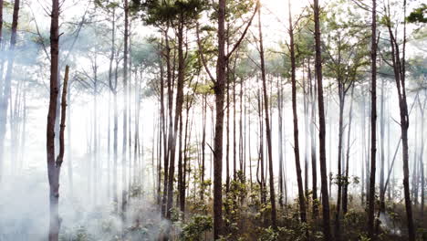 Aerial,-drone-flying-through-tall-forest-trees-with-white-misty-smoke