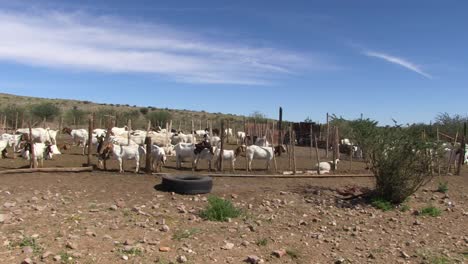Cabras-En-Un-Kraal-Informal-Al-Borde-Del-Desierto