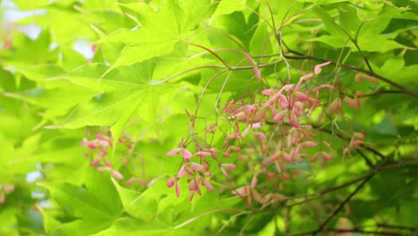 Japanese-Maple-Tree-With-Bright-Green-Leaves-And-Tiny-Pink-Flowers
