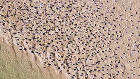 Drone-descends-on-flock-of-terns-sitting-on-sandbank-before-taking-off