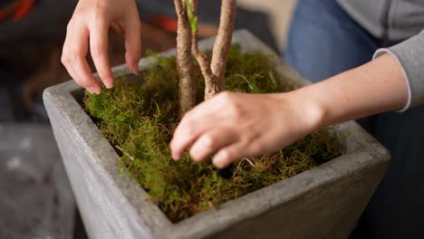 Handling-dry-moss-in-the-vase-of-a-plant-to-decorate-a-room