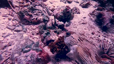 Puffer-fish-swimming-on-sea-floor-past-sea-urchins
