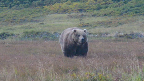 A-huge,-fat,-giant-Kodiak-brown-bear-approaching-from-across-the-tundra-in-the-early-morning-hours-on-Kodiak-Island,-Alaska