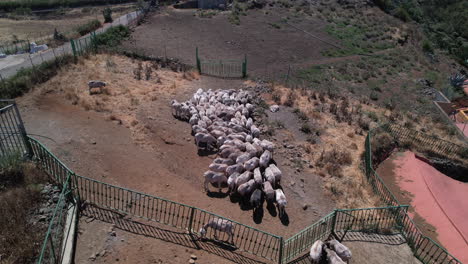 Aerial-shot-of-flock-of-sheep-grazing