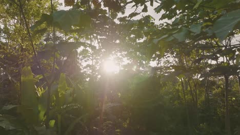 4k-drone-shot-of-sunrise-in-the-tropical-rainforest-at-Amazon-forest