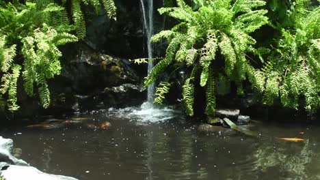 Wasserfall-Mit-Farnpflanze-Und-Schwimmenden-Koi-fischen
