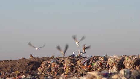 Vögel-Werden-Von-Einem-Bulldozer-Verscheucht,-Der-Auf-Eine-Müllhalde-Fährt