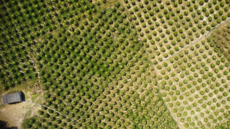Aerial-top-down-zoom,-dragon-fruit-pitaya-plantation,-rows-of-fruit-tress-growing