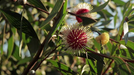 Hakea-Laurina-Pin-Cushion-Plants-Medium-Shot,-sunny-daytime-Maffra,-Victoria,-Australia