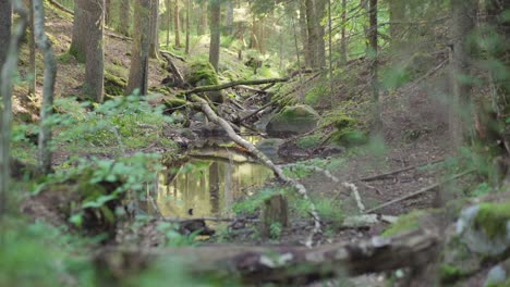 Small-creek-in-the-forest