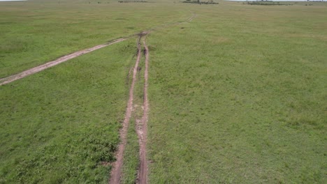 Cheetah-crossing-the-road-in-Maasai-Mara,-Kenya