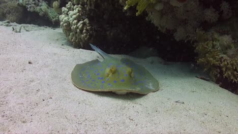 blue-spotted-ribbontail-ray-resting-on-sandy-ocean-floor-in-the-Red-Sea