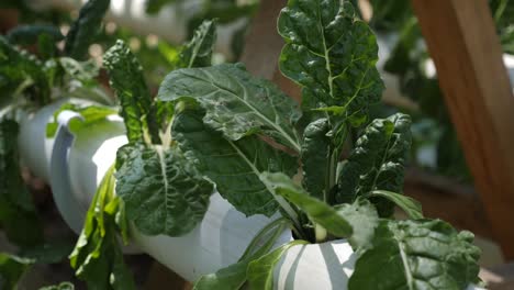 Fresh-Natural-Leaves-Of-Spinach-Growing-In-A-Garden