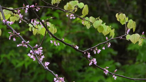 Kleine-Rosa-Blühende-Blumen-Auf-Baumast-Mit-Grünem-Waldland-Bokeh-Hintergrund