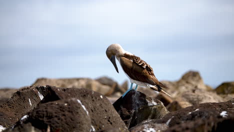 Blue-Footed-Booby-Preening-Feathers-Perched-On-Rock-On-Espanola-Island-In-The-Galapagos-With-Bokeh-Background
