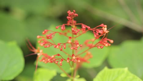 Close-up-of-delicate-red-wild-flower-in-nature