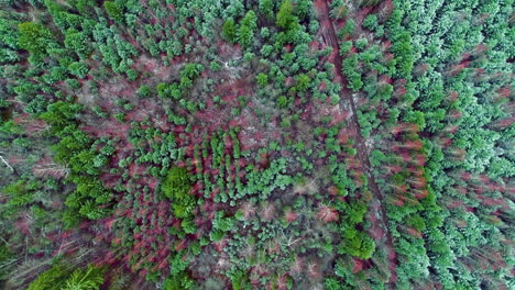 Vista-Aérea-De-árboles-Con-Follaje-Rojo-Y-Verde-En-El-Bosque