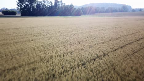 A-drone-flies-fast-over-a-wheat-field-for-agriculture-in-the-swiss-countryside,-vaud