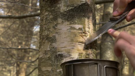 Cutting-a-birch-tree-bark-with-a-bushcraft-knife-to-collect-its-sap-in-a-canteen