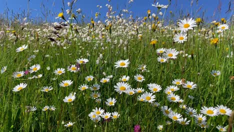 Sea-of-flower,-Flower-meadow