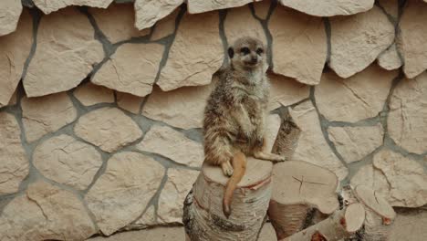 Meerkat-Sitting-On-A-Wooden-Stump-In-The-Zoo-In-Gdansk,-Poland---wide