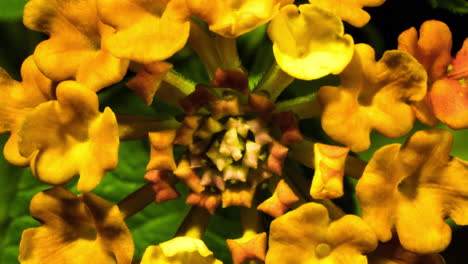 Lantana-Camara-Feuerwerk,-Leuchtend-Gelb-orangee-Blumenblüte,-Zeitraffer-Nahaufnahme,-Stabilisiertes-Filmmaterial