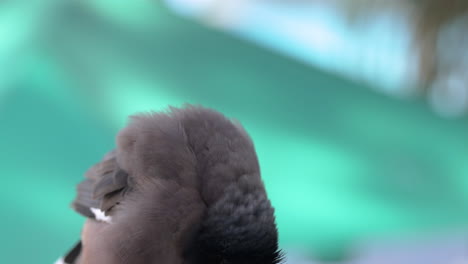 Nahaufnahme-Eines-Tropischen-Myna-Vogels-Auf-Isoliertem-Hintergrund-Des-Blauen-Wassers
