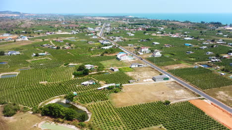Aerial-view-over-a-dragon-fruit-plantation-with-a-road-inside
