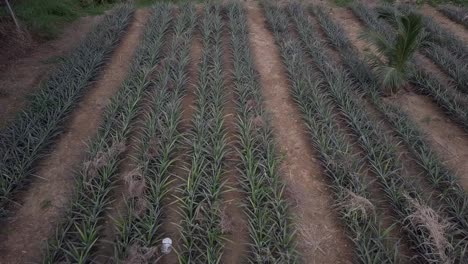 Flying-Over-Pineapple-Farm-With-Growing-Crops-In-Rural-Phuket,-Thailand