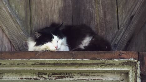 Cat-resting,-dozes-off-and-yawn-outdoors